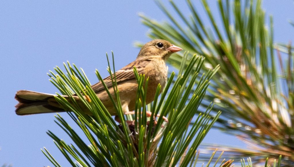 Ortolani